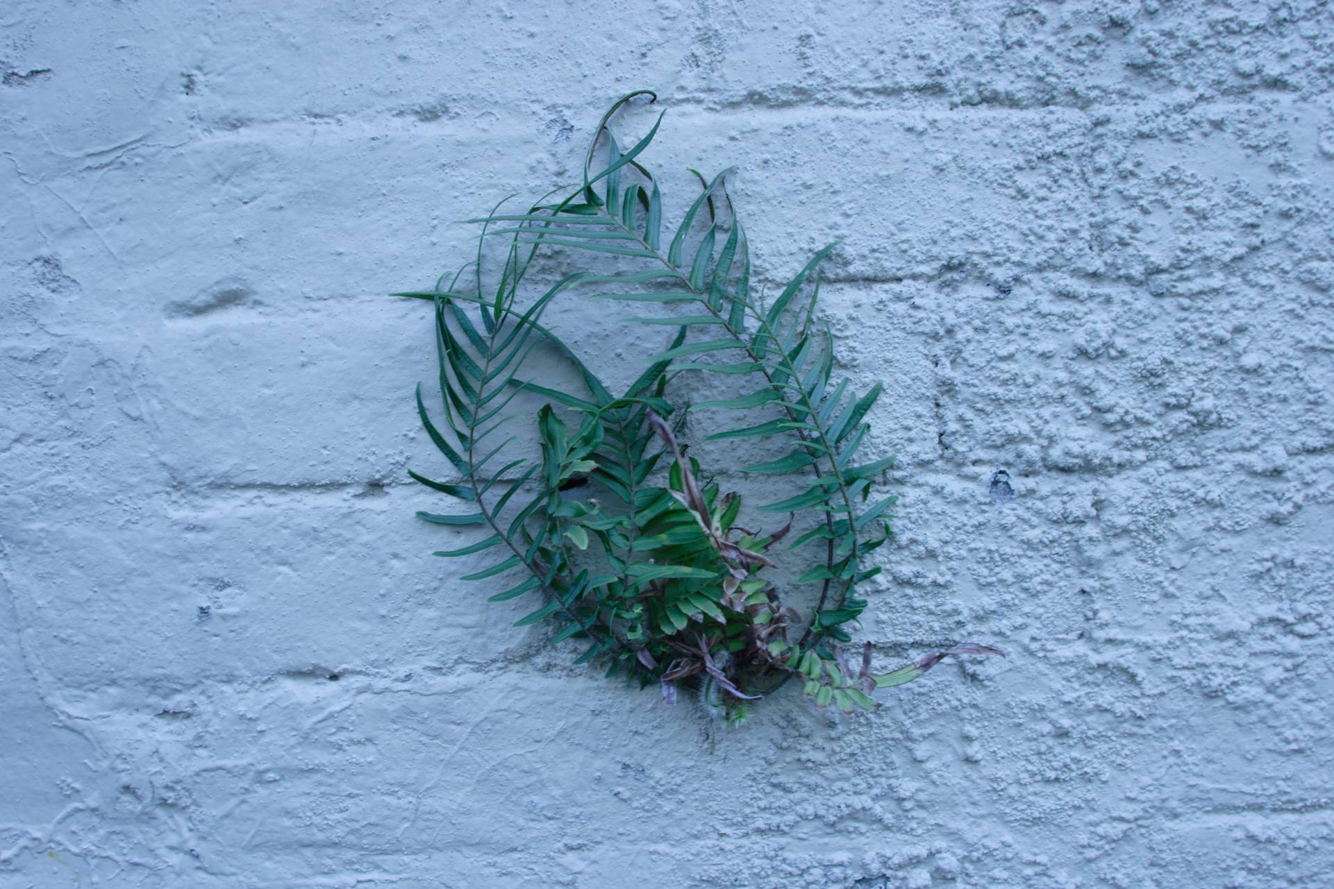 Crowned. The Street | sections of colour. Photograph Robert Young Artist. Selection of images from Chippendale. 1998