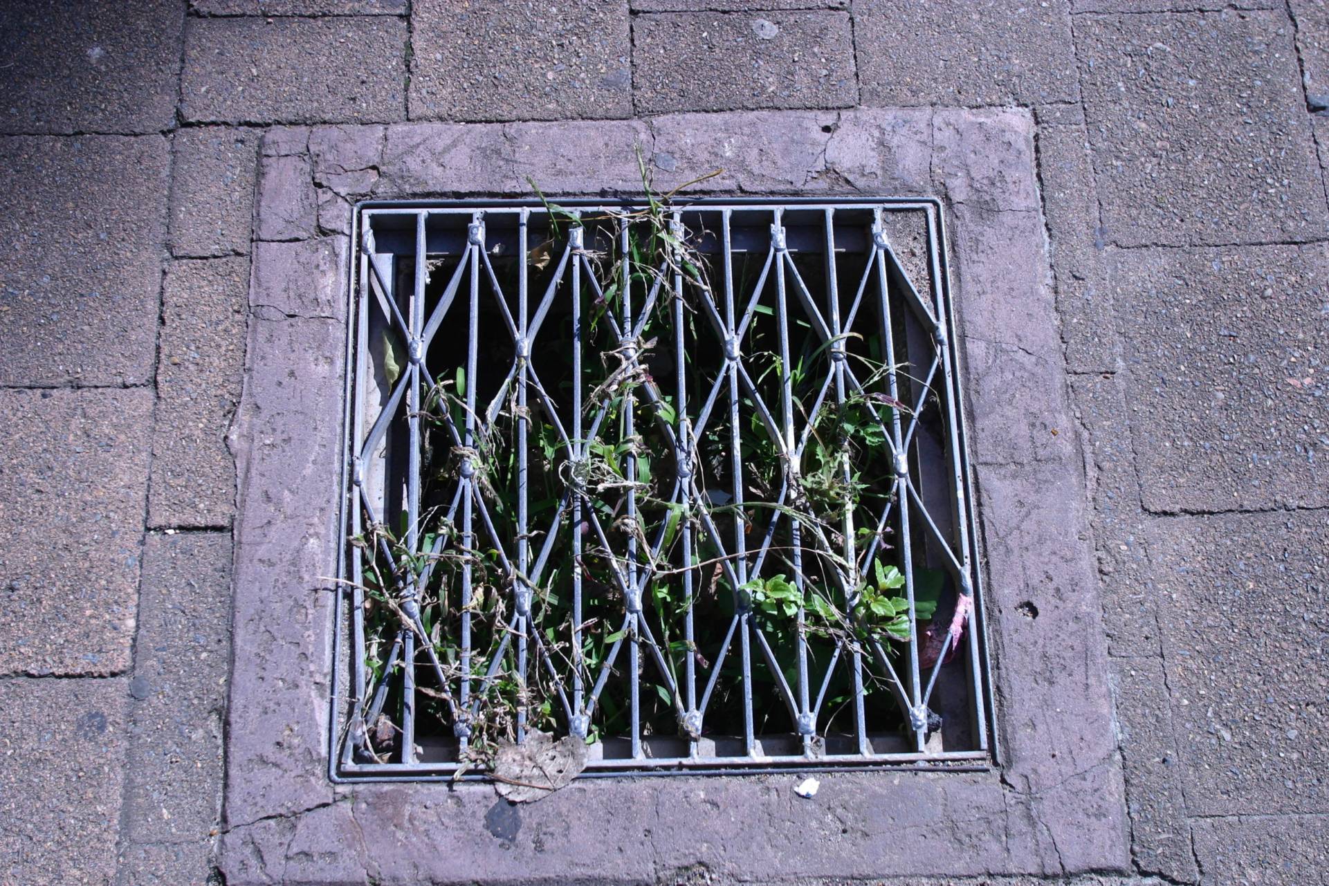 Green Water Grate. The Street | sections of colour. Photograph Robert Young Artist. Selection of images from Chippendale. 1998